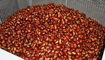 1009 cassone 1009 cassone.jpg