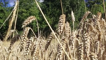 1100 Grano.jpg