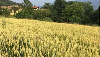 1100 grano-1.jpg