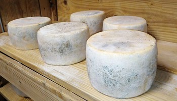 4 tomette in stagionatura.jpg