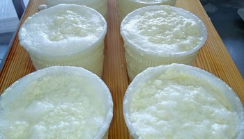ricotta vaccina appena prodotta.jpg