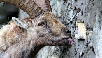 1000 il vecchio dell'alpe.jpg