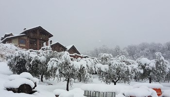1200 Ulivi sotto la neve.jpg