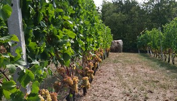 1200 Vigna Baratuciat_0.jpg