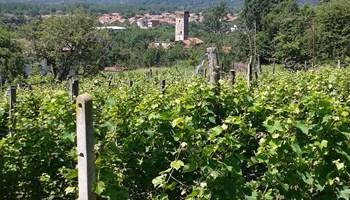 1200 Vigna storica a San Mauro.jpg