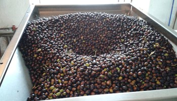 1200 olive1.jpg
