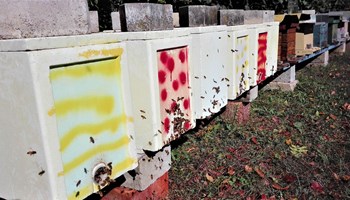 1400 alveari 2 1400 alveari 2.jpg