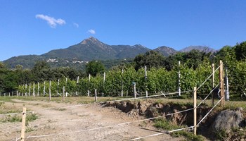 Vigna Le Mute Vigna Le Mute.jpg