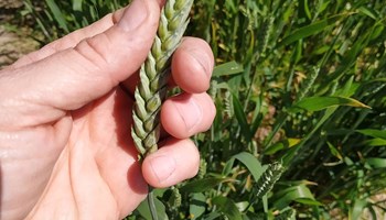 1200 Grano2 1200 Grano2.jpg