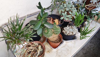 Piante grasse.jpg