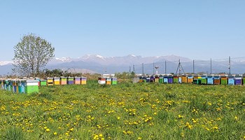 1000 POSTAZIONE SUL TARASSACO.jpg