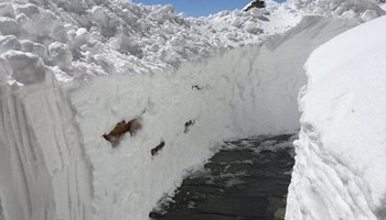 18-3 Un po' di neve al rifugio (Foto Rifugio Selleries).jpg