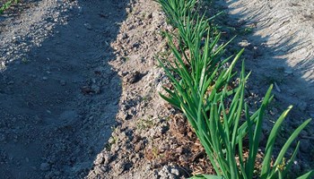 cipolle in campo cipolle in campo.jpg