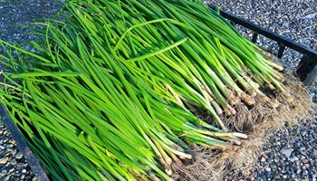 cipollotti cipollotti.jpg