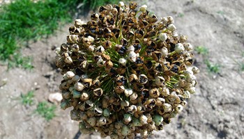 fiore cipolla fiore cipolla.jpg