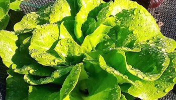 insalate-1500x430 insalate-1500x430.jpg