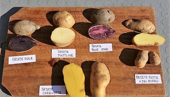 patate.jpg