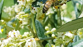 VISITA OLIVETO ROSSETTO E DEGUSTAZIONE OLIO EXTRAVERGINE