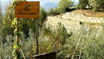 BORGONE: la roccia, colture antiche e nuove e degustazione olio extravergine di oliva montano