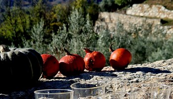 VISITA OLIVETO ROSSETTO E DEGUSTAZIONE OLIO EXTRAVERGINE