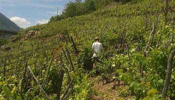 1000 Vigna veja2.jpg