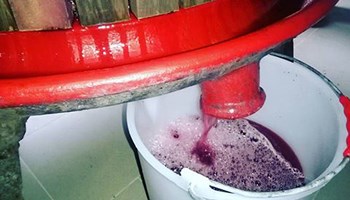 1000 Vino del ghiaccio.jpg