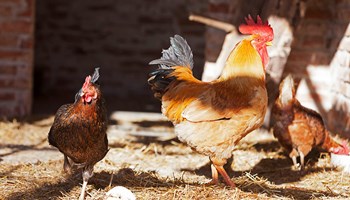 galline.jpg