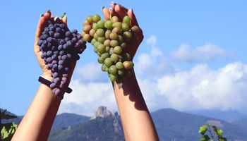 La Sagra del Baratuciat ad Almese dal 16 al 18 giugno 2023