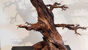 Ad Almese "Io albero", mostra sensoriale interattiva