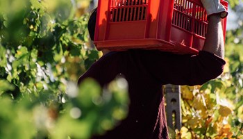 Giro di vite vigna Giro di Vite