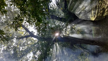 Ametlier_Castagneto AZIENDA AGRICOLA AMETLIER