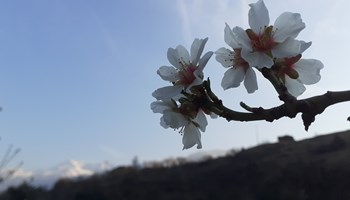 Ametlier_FioreMandorla1 AZIENDA AGRICOLA AMETLIER