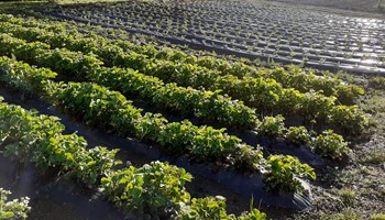 AZIENDA AGRICOLA AMETLIER