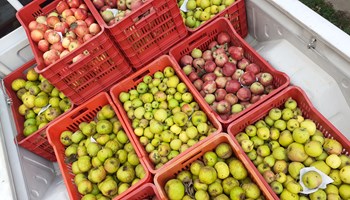 Ametlier_Frutta3 AZIENDA AGRICOLA AMETLIER