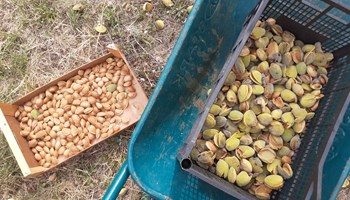 Ametlier_Mandorle2 AZIENDA AGRICOLA AMETLIER