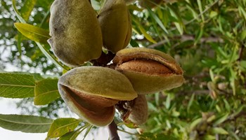 Ametlier_Mandorle_Dettaglio AZIENDA AGRICOLA AMETLIER