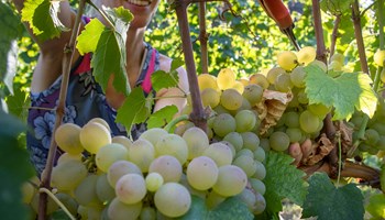 Ametlier_Vendemmia AZIENDA AGRICOLA AMETLIER