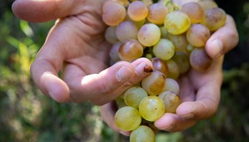 AZIENDA AGRICOLA AMETLIER