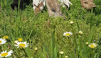 ArtMiele_Animali ARTIGIANO DEL MIELE