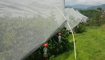 ArtMiele_tenda ARTIGIANO DEL MIELE