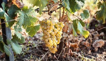 Dellerba 11 Cantina Dellerba