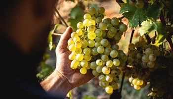 Dellerba 12 Cantina Dellerba