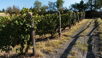 Cantina Dellerba