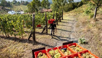 Cantina Dellerba