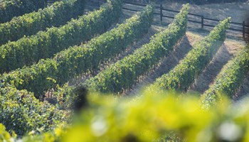Cantina Dellerba