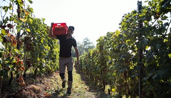 Cantina Dellerba