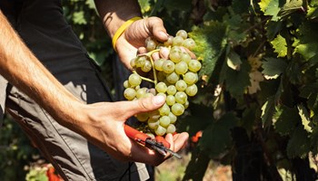 Cantina Dellerba