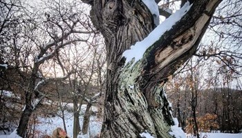 Elisa_Ametlier_Albero AZIENDA AGRICOLA AMETLIER