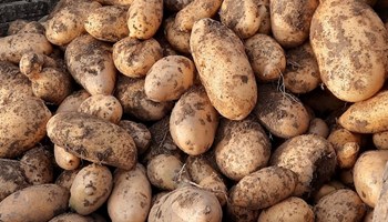 Patate Gran Charle AZIENDA AGRICOLA GRAN CHARLE