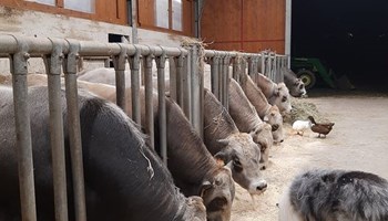Red BARn Farm Valsusa